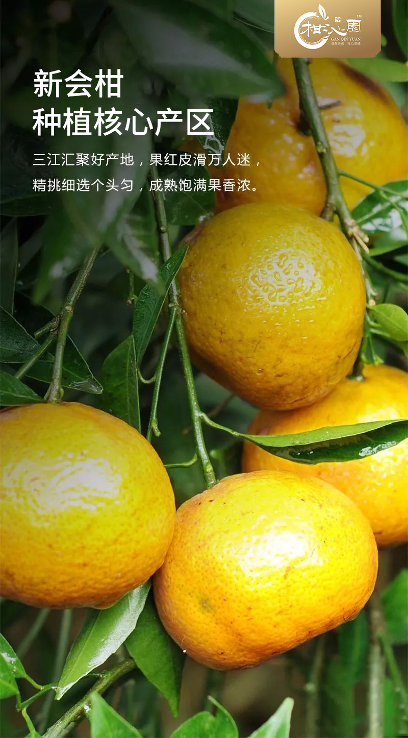新会陈皮大健康发展离不开科学管理