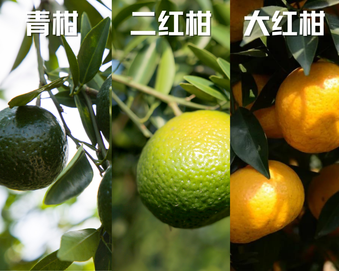 新皮上市！快来看看这三种皮分别有什么收藏价值