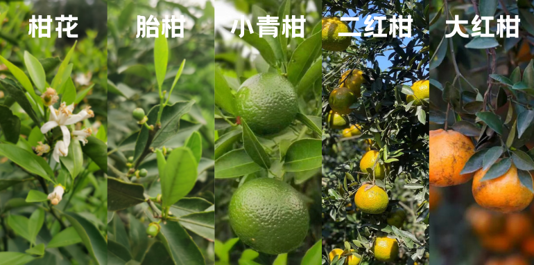 春日来袭，柑花盛开，柑香在望~