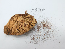 干货分享 | 新会陈皮翻晒有讲究，发现陈皮有蛀虫莫慌！
