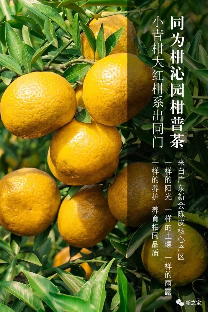 青柑红柑，哪款才是爆款网红？
